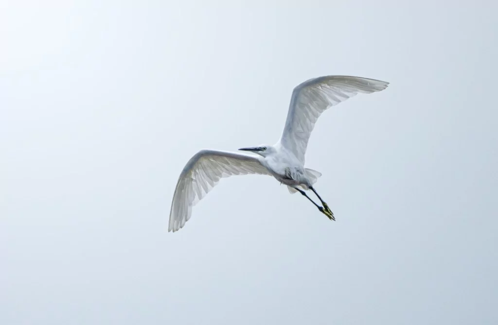 Bursa'da balıkçıl kuşların sabah mesaisi!