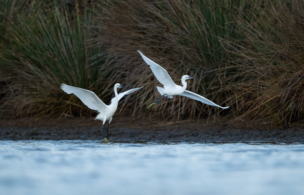 Bursa'da balıkçıl kuşların sabah mesaisi!
