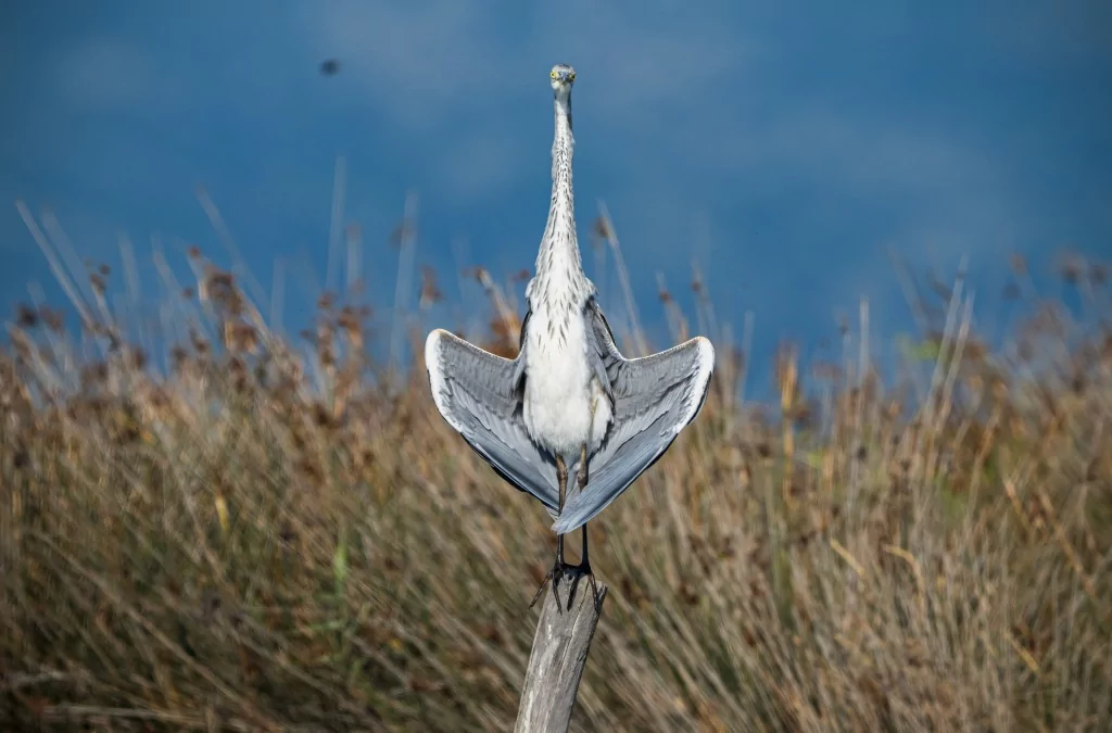 Bursa'da balıkçıl kuşların sabah mesaisi!