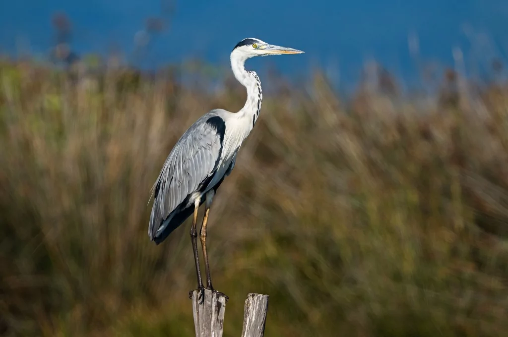Bursa'da balıkçıl kuşların sabah mesaisi!