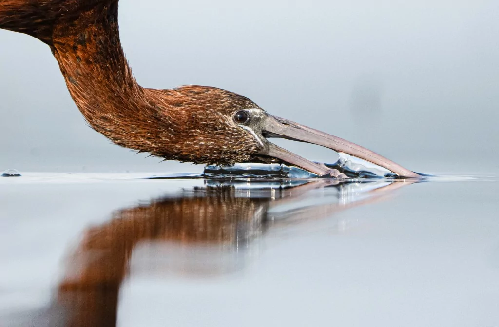 Sonbahar geldi! Çeltikçi kuşları göç yolunda...