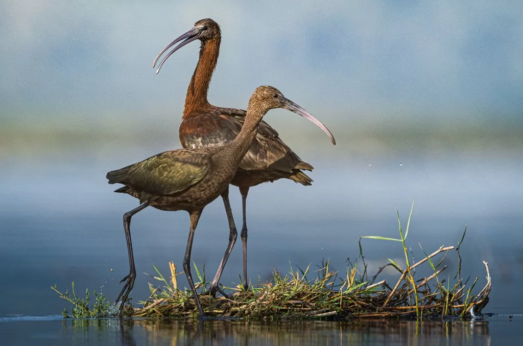 Sonbahar geldi! Çeltikçi kuşları göç yolunda...
