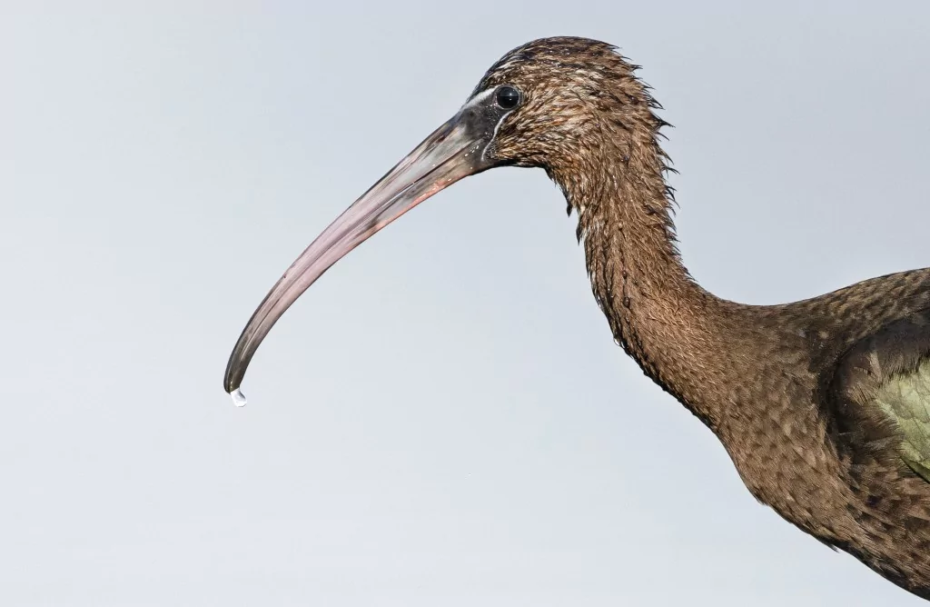 Sonbahar geldi! Çeltikçi kuşları göç yolunda...