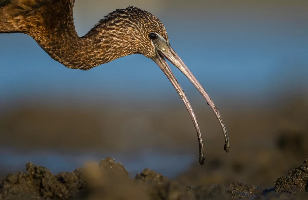 Sonbahar geldi! Çeltikçi kuşları göç yolunda...