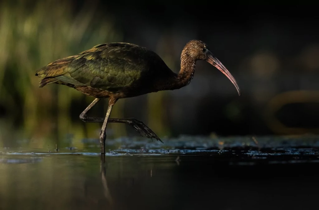 Sonbahar geldi! Çeltikçi kuşları göç yolunda...