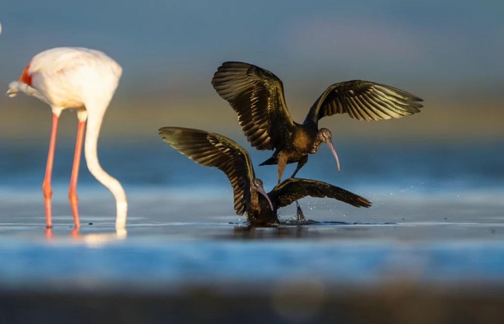 Sonbahar geldi! Çeltikçi kuşları göç yolunda...