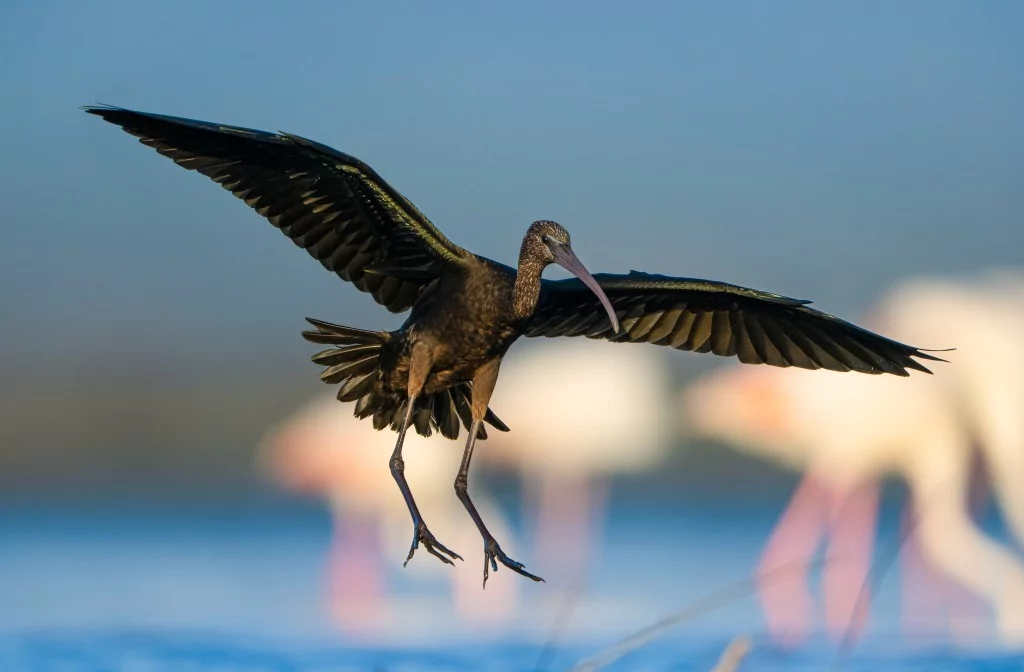 Sonbahar geldi! Çeltikçi kuşları göç yolunda...