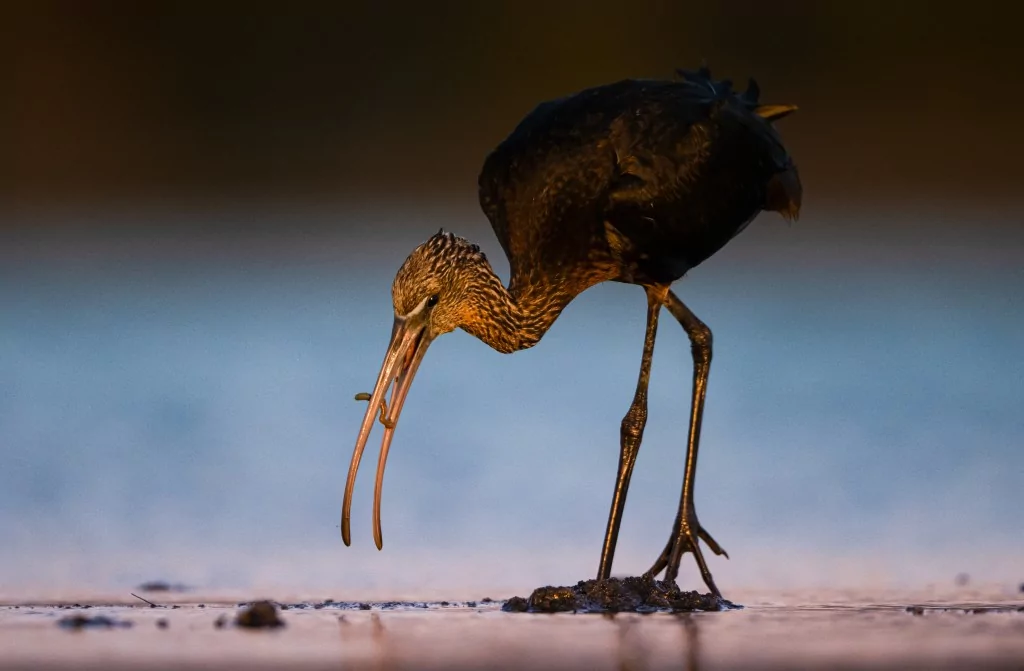 Sonbahar geldi! Çeltikçi kuşları göç yolunda...