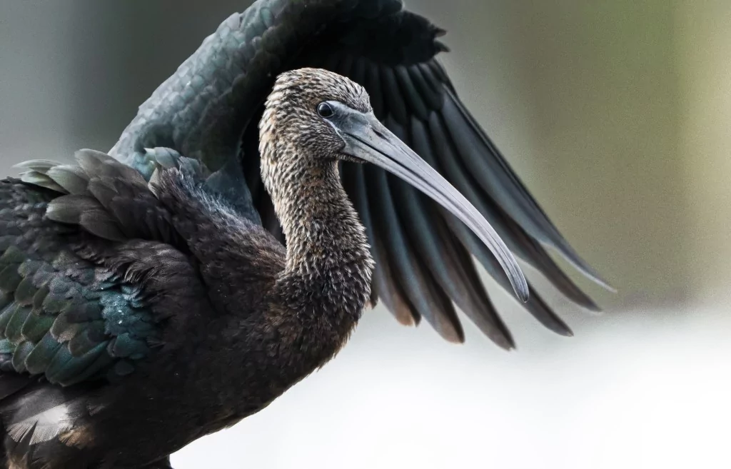 Sonbahar geldi! Çeltikçi kuşları göç yolunda...