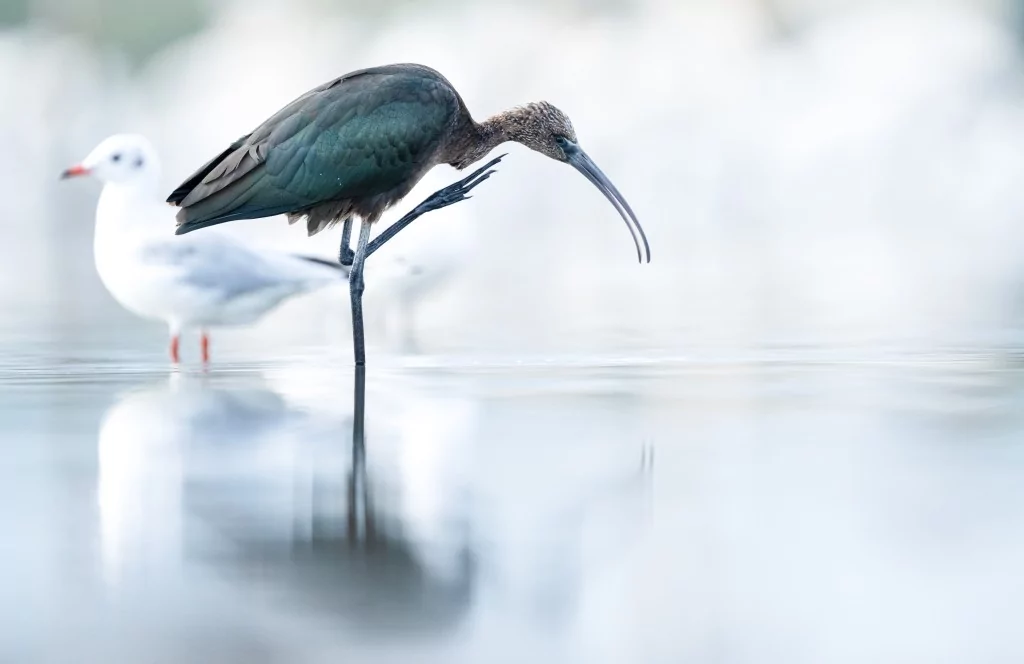 Sonbahar geldi! Çeltikçi kuşları göç yolunda...