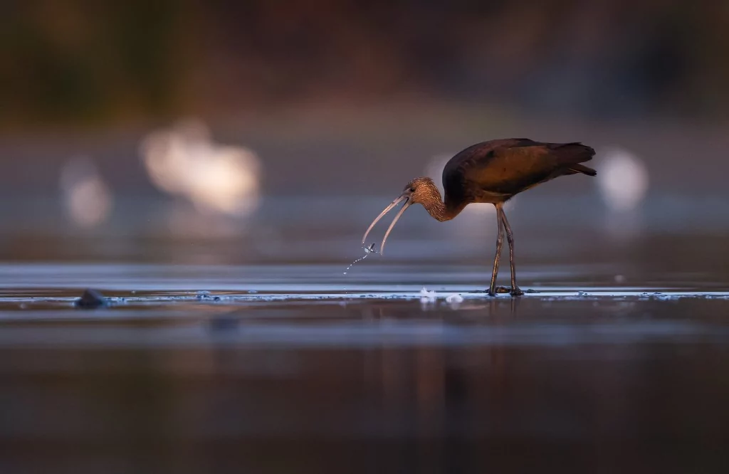 Sonbahar geldi! Çeltikçi kuşları göç yolunda...