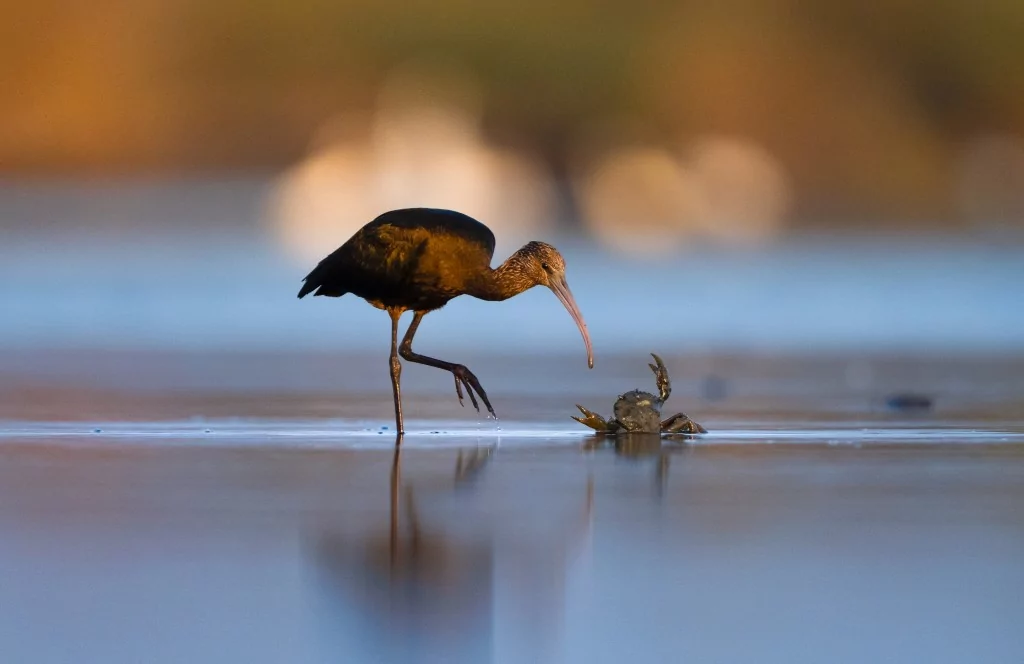 Sonbahar geldi! Çeltikçi kuşları göç yolunda...