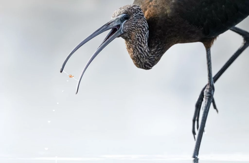 Sonbahar geldi! Çeltikçi kuşları göç yolunda...