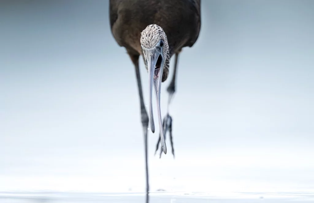 Sonbahar geldi! Çeltikçi kuşları göç yolunda...