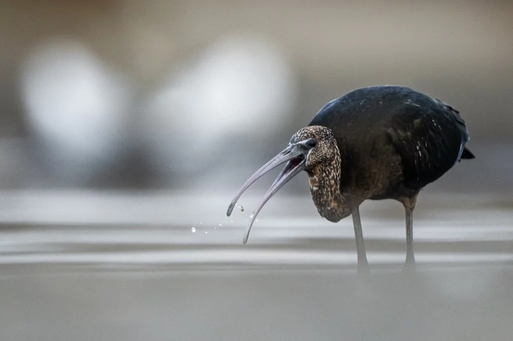 Sonbahar geldi! Çeltikçi kuşları göç yolunda...