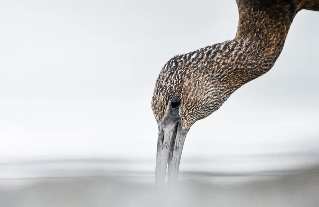 Sonbahar geldi! Çeltikçi kuşları göç yolunda...