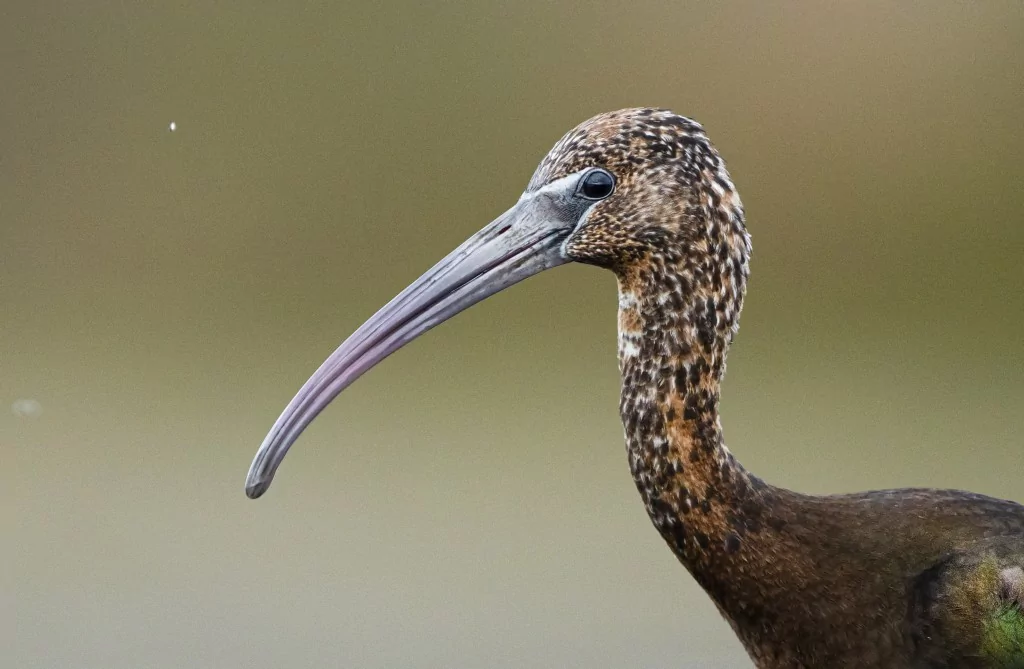 Sonbahar geldi! Çeltikçi kuşları göç yolunda...