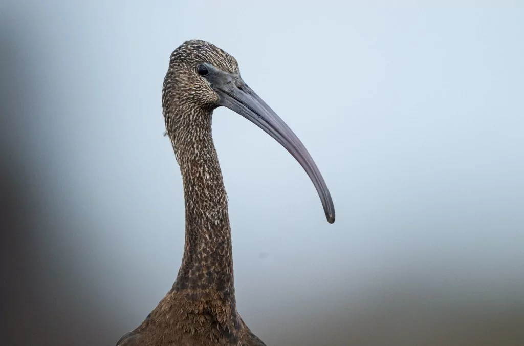 Sonbahar geldi! Çeltikçi kuşları göç yolunda...