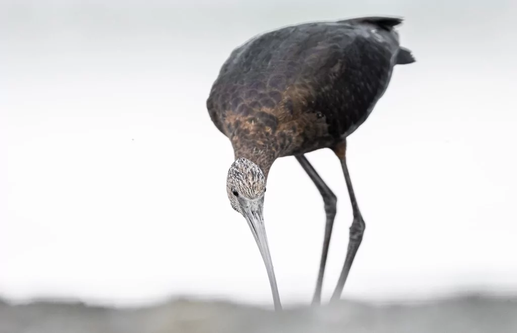 Sonbahar geldi! Çeltikçi kuşları göç yolunda...