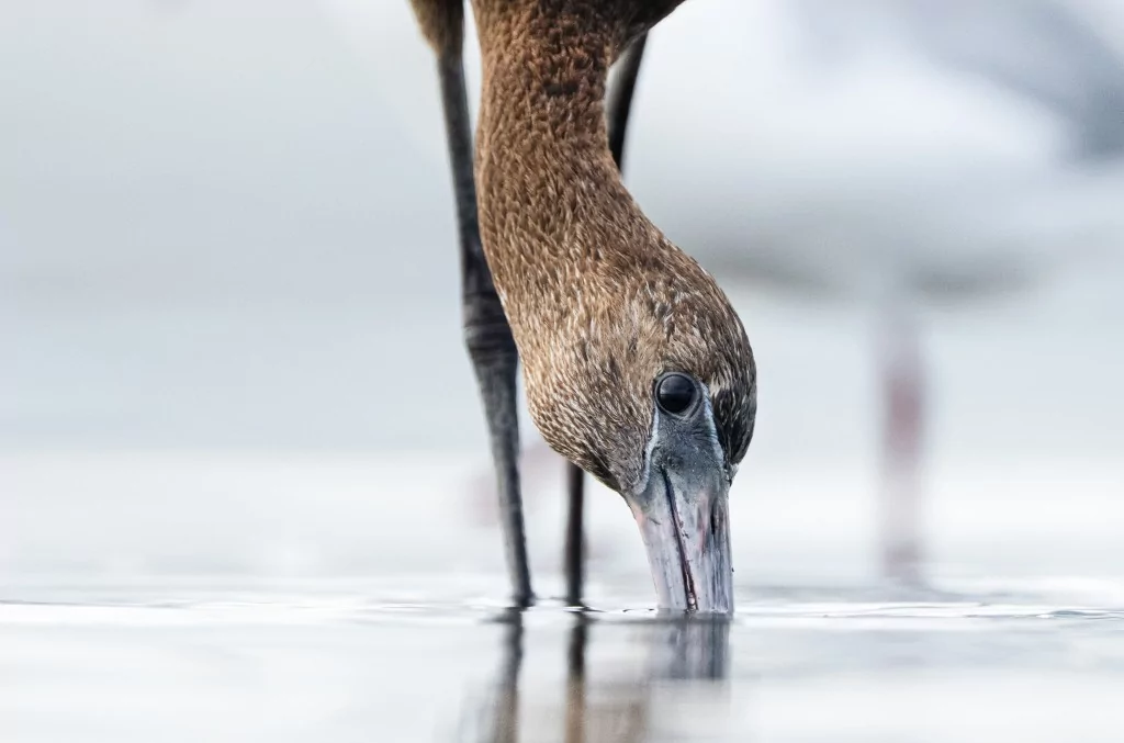 Sonbahar geldi! Çeltikçi kuşları göç yolunda...