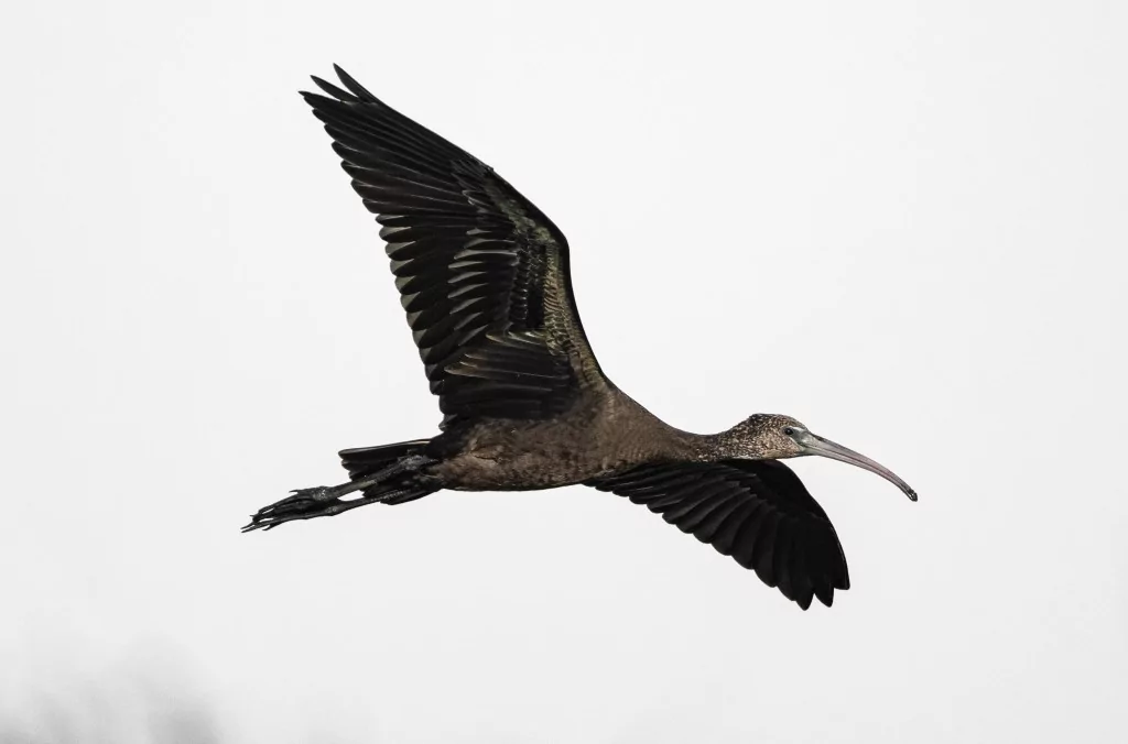 Sonbahar geldi! Çeltikçi kuşları göç yolunda...