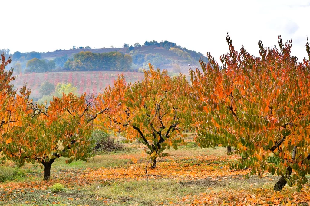 Bursa İnegöl'de sonbahar büyüledi