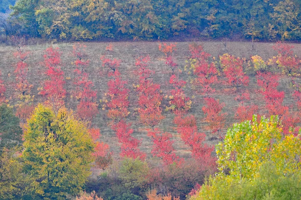 Bursa İnegöl'de sonbahar büyüledi