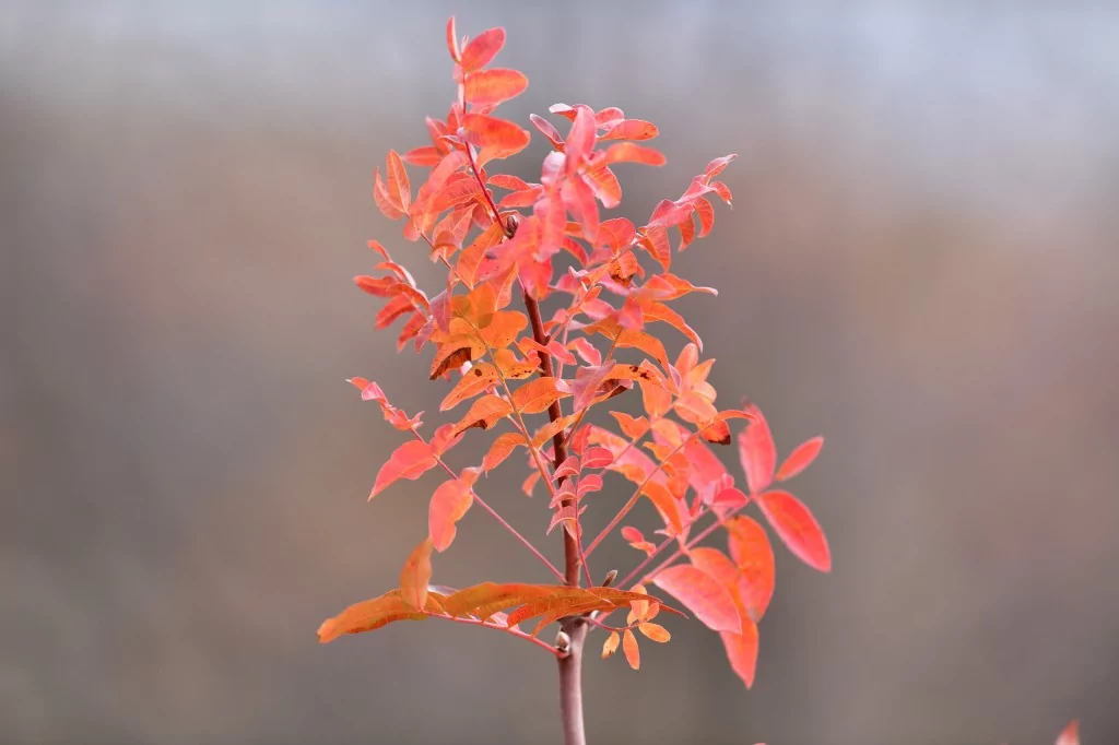 Bursa İnegöl'de sonbahar büyüledi