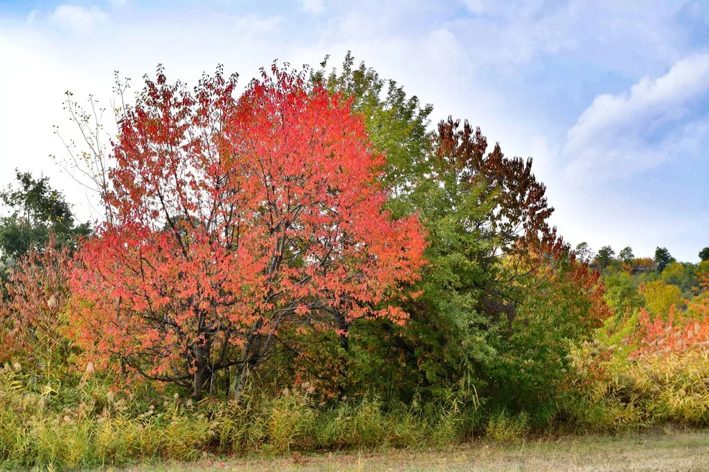 Bursa İnegöl'de sonbahar büyüledi