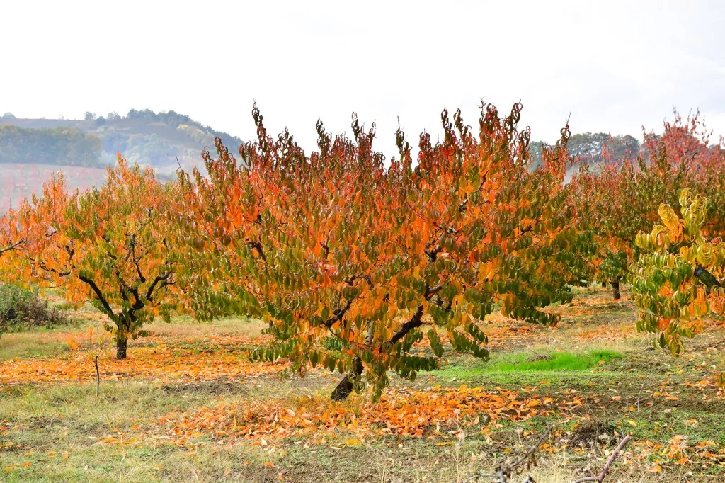 Bursa İnegöl'de sonbahar büyüledi