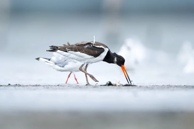 Göçmen kuşlarının dinlenme durağı Bursa oldu