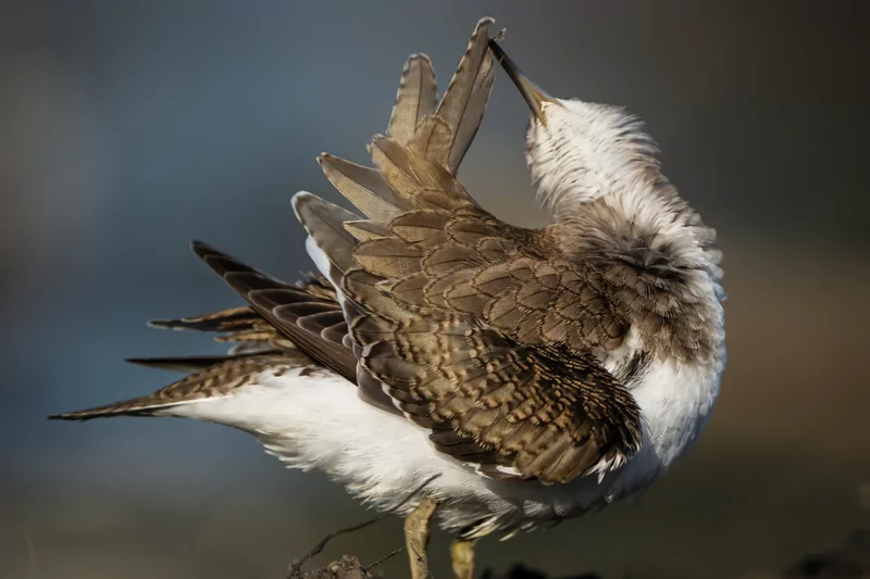 Göçmen kuşlarının dinlenme durağı Bursa oldu