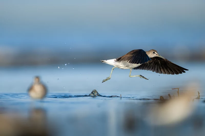 Göçmen kuşlarının dinlenme durağı Bursa oldu