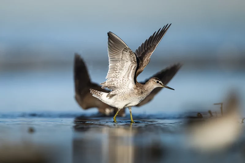 Göçmen kuşlarının dinlenme durağı Bursa oldu