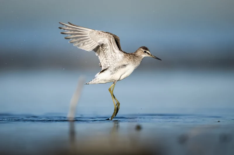 Göçmen kuşlarının dinlenme durağı Bursa oldu