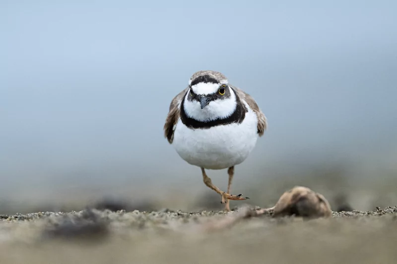 Göçmen kuşlarının dinlenme durağı Bursa oldu