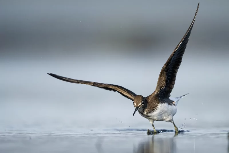 Göçmen kuşlarının dinlenme durağı Bursa oldu