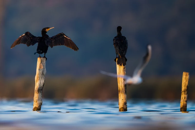 Göçmen kuşlarının dinlenme durağı Bursa oldu