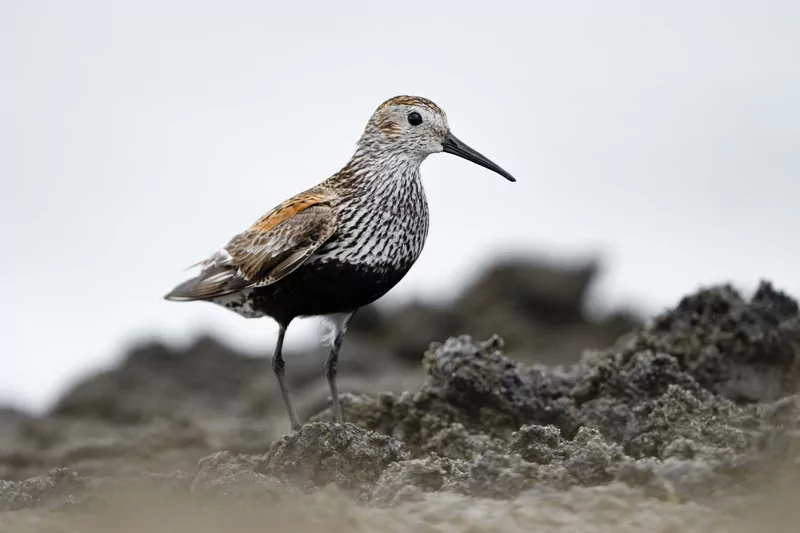 Göçmen kuşlarının dinlenme durağı Bursa oldu