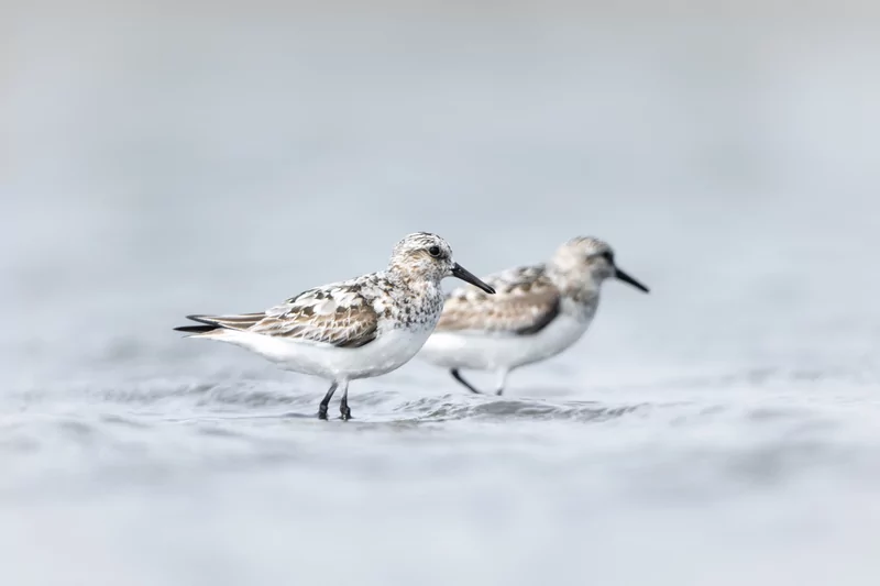 Göçmen kuşlarının dinlenme durağı Bursa oldu