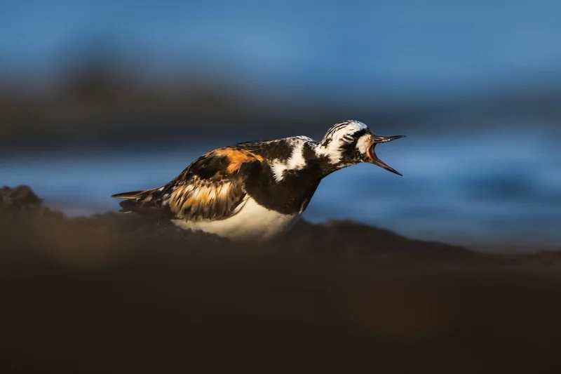 Göçmen kuşlarının dinlenme durağı Bursa oldu