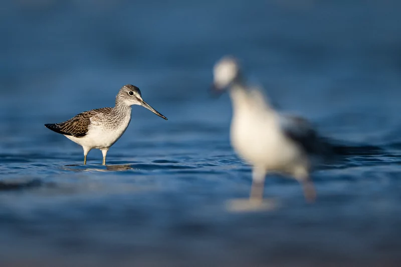 Göçmen kuşlarının dinlenme durağı Bursa oldu