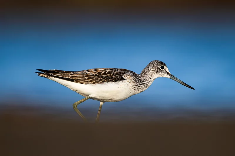 Göçmen kuşlarının dinlenme durağı Bursa oldu