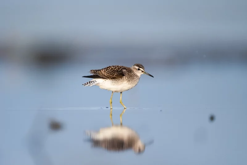 Göçmen kuşlarının dinlenme durağı Bursa oldu