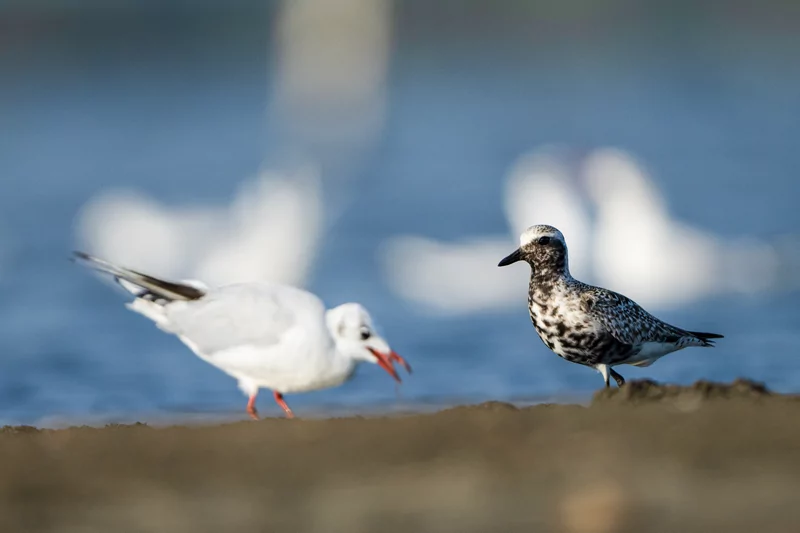 Göçmen kuşlarının dinlenme durağı Bursa oldu