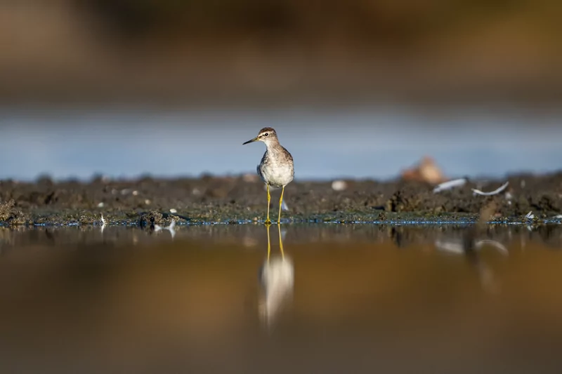 Göçmen kuşlarının dinlenme durağı Bursa oldu