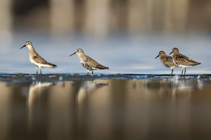 Göçmen kuşlarının dinlenme durağı Bursa oldu