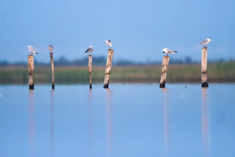 Göçmen kuşlarının dinlenme durağı Bursa oldu