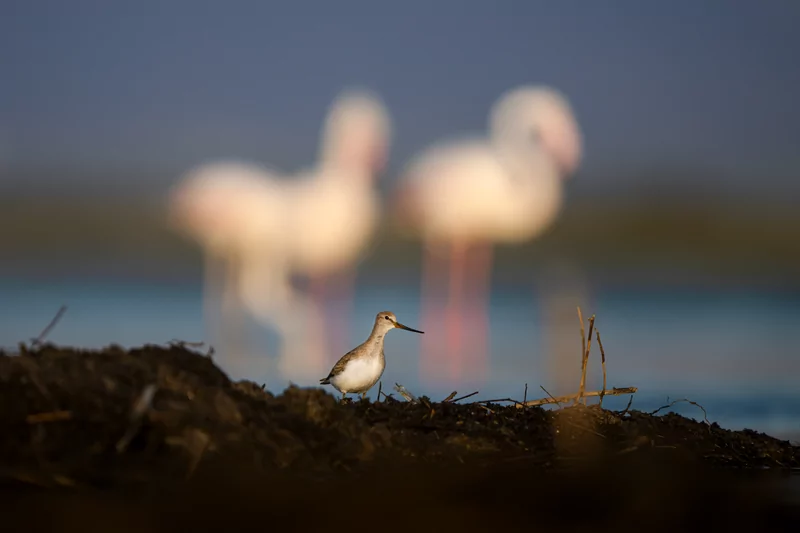 Göçmen kuşlarının dinlenme durağı Bursa oldu