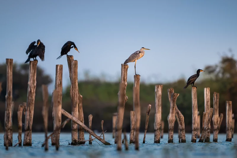 Göçmen kuşlarının dinlenme durağı Bursa oldu